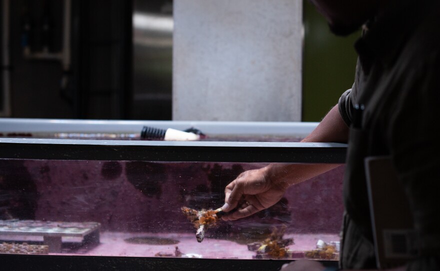 Muhammad Azmi Abdul Wahab holds one of the devices that budding coral colonies are attached to before being placed in the ocean.