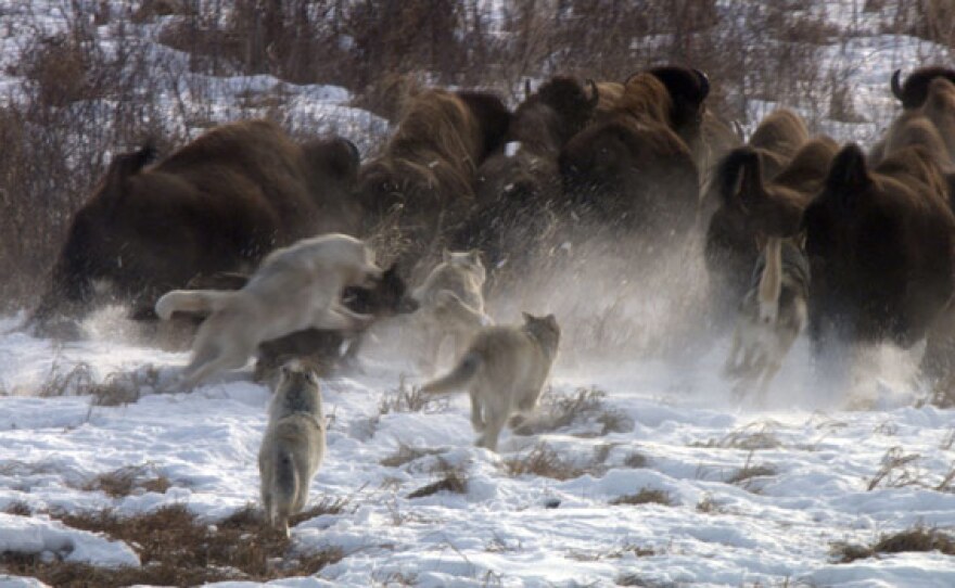 Pile up of wolves chasing buffalo.