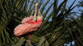 The Everglades support hundreds of marshland species and migratory birds, such as this Roseate Spoonbill.