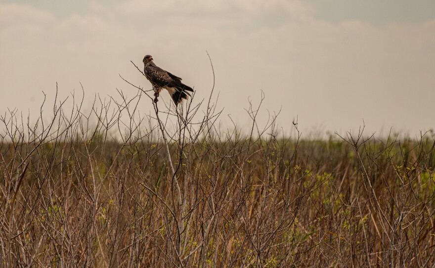 An endangered female Snail Kite is perched on branches along the the banks of Lake Okeechobee in Moore Haven, Fla.