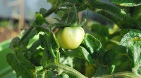 A tomato ripens on the vine of a San Diego resident's garden. According to Nan Sterman, springtime is a great time to plant and grow tomatoes in your vegetable garden. 