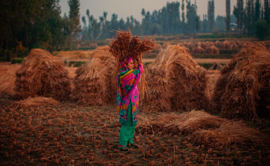 A woman farmer makes hay bales in Kashmir, India. In India, women comprise about a third of the agricultural labor in developing countries.