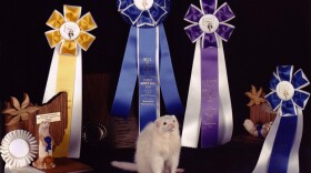 A ferret poses amidst the various Buckeye Bash prizes.