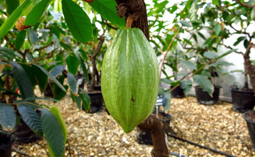 Green cocoa pods are split open and the beans inside harvested for chocolate.