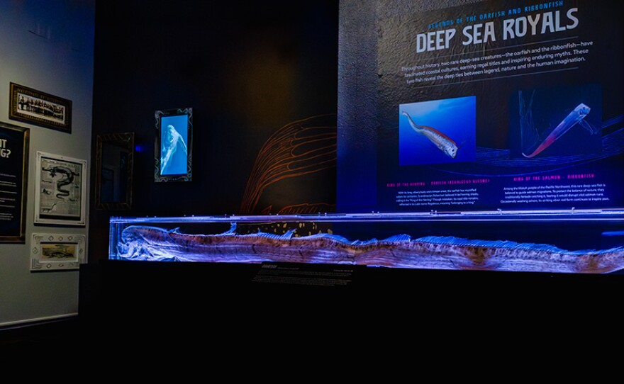 Birch Aquarium Unveils Oarfish Exhibition