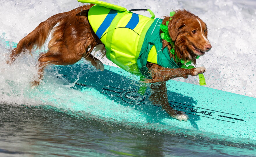 A good boy competes in the Annual 2026 Surf Dog Competition in Oceanside, September 12, 2026.