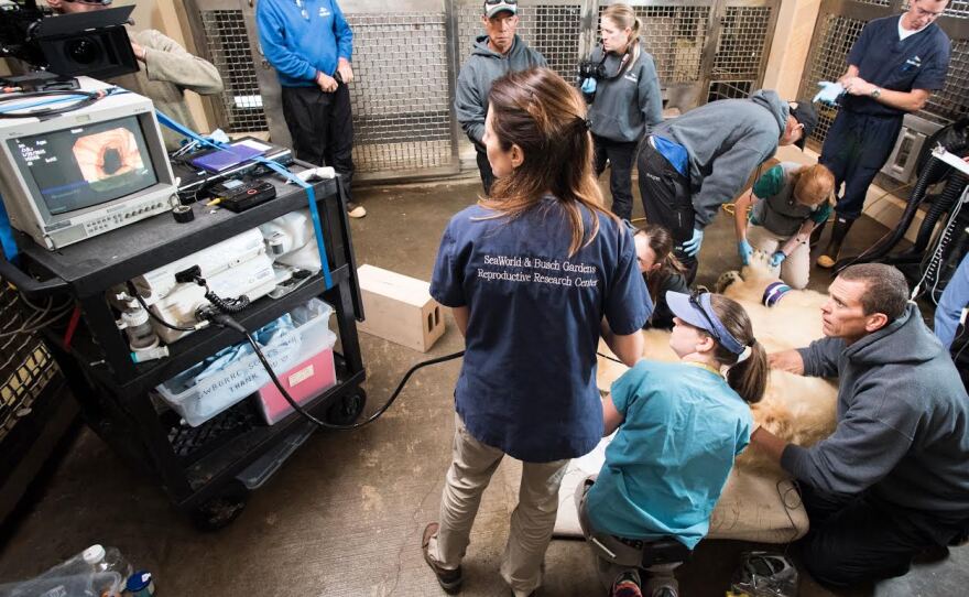 Dr. Justine O’Brien (back facing camera), scientific director of the SeaWorld & Busch Gardens Reproductive Research Center, is pictured leading a team of veterinarians and animal care specialists in the artificial insemination of Snowflake, a 19-year-old polar bear from SeaWorld San Diego.