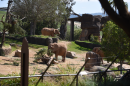 The San Diego Zoo Safari Park opens its 13-acre Elephant Valley to the public on March 5, 2026.