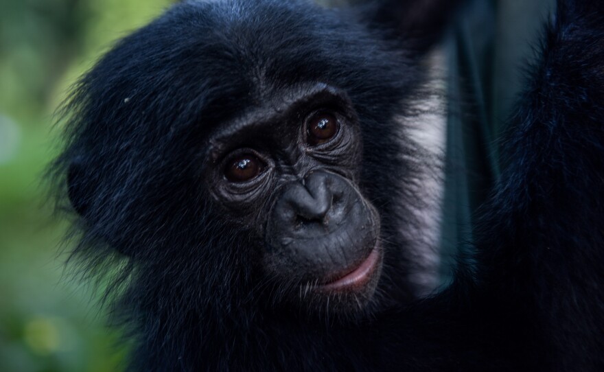 Esake, photographed at the Lola ya Bonobo sanctuary in the Democratic Republic of the Congo in 2019, was rescued from a hunter who killed her mom.