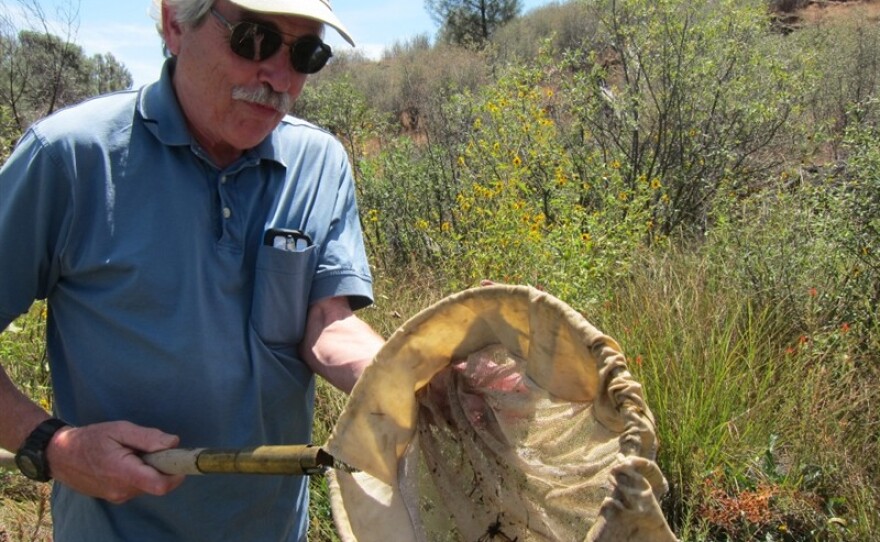 UC Davis fish biologist Peter Moyle scoops Red Hill Roaches out of a small creek in Tuolumne County, August 2014.