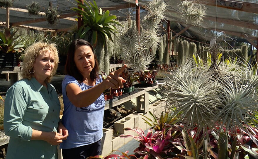 Host Nan Sterman talks with experts, breeders, and collectors who share their best tips and secrets for growing bromeliads in our home gardens.