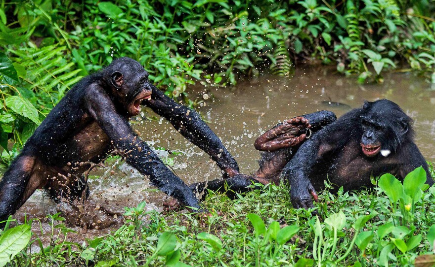 Two bonobos play fight at the Lola Ya Bonobo sanctuary in  Democratic Republic of Congo in 2012.