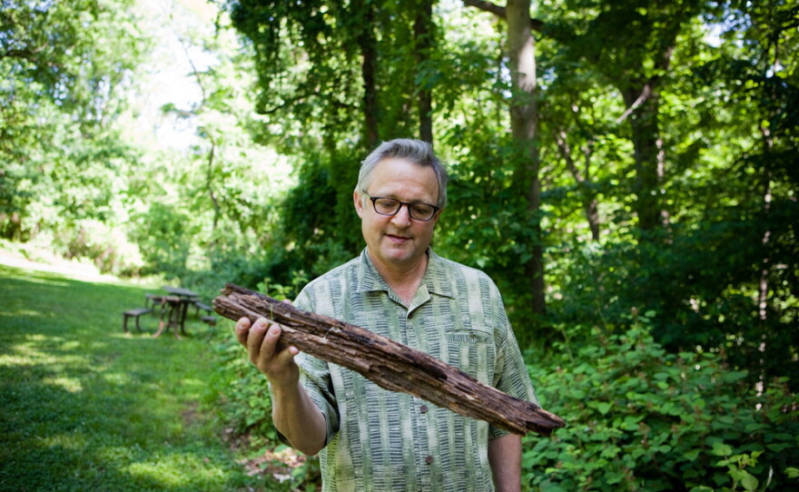 Joe Palca scoured the forest for firewood. But will it burn?