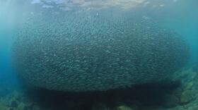 Sardines clump together in a school of the small fish in the Gulf of California in this undated photo