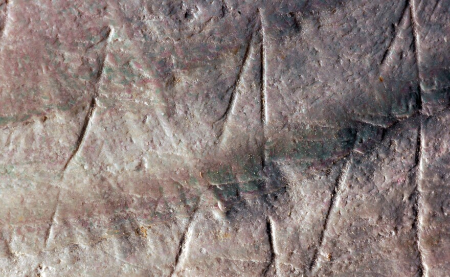Detail of the zigzag engraving on the fossil Pseudodon shell.