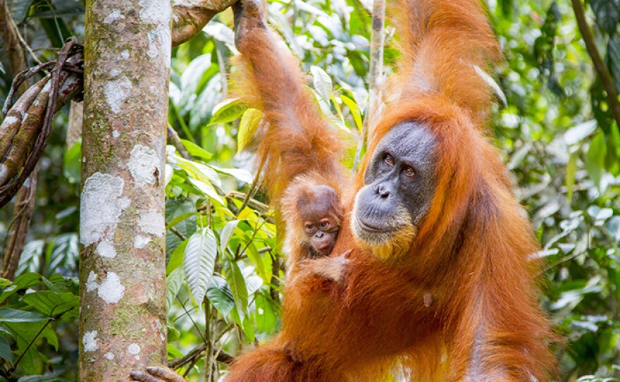 Orangutan (Pongo abelii) infants are highly dependent on their mothers, having the longest childhood of any wild primate. Orangutans are now only found in the rainforests of Borneo and Sumatra.