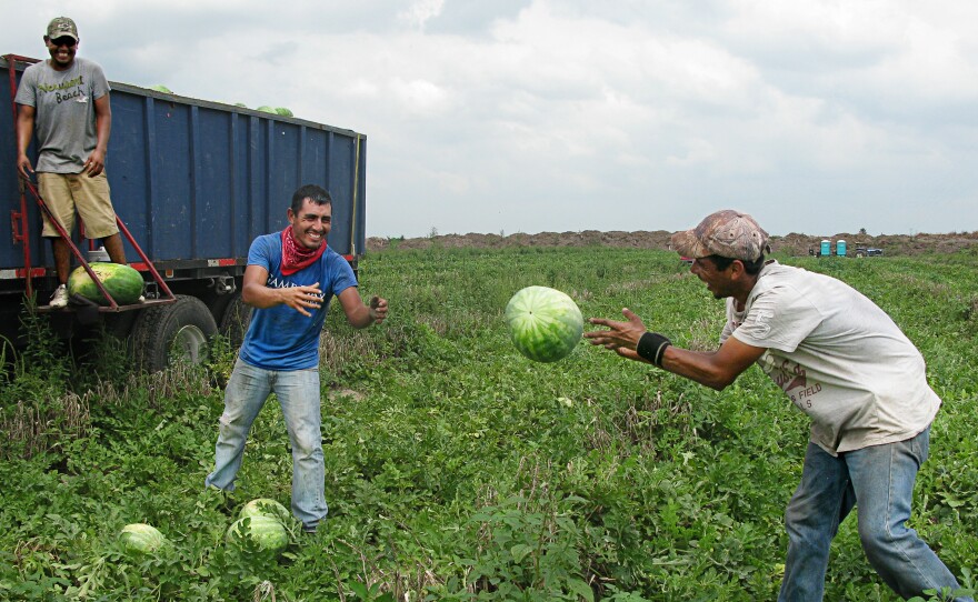 Workers harvest watermelons in Texas's Rio Grande Valley.