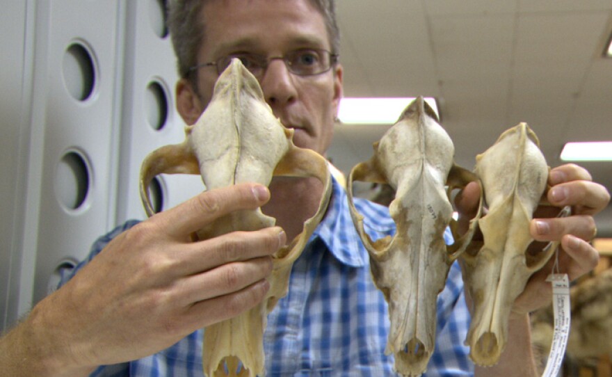 Dr. Roland Kays displays canid skulls (R-L: wolf, coywolf (eastern coyote), western coyote).