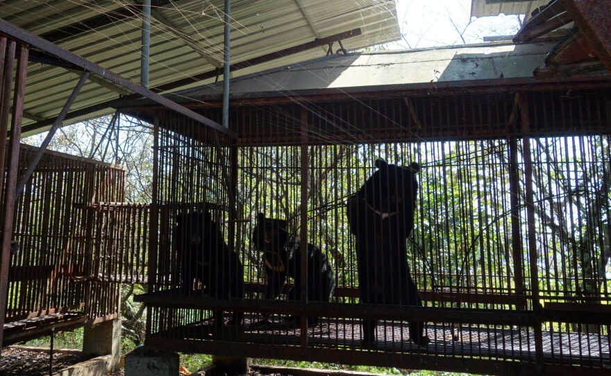 On this farm in Dangjin, South Korea, hundreds of bears live in these cages for 10 years until they are slaughtered for their bile. Conditions for bears used to be far worse.