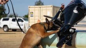 Allee, a Belgian Malinois, sniffs a boat for golden mussels at the Thermalito Forebay on June 20, 2025. Allee is part of the state Department of Fish and Wildlife's effort to stop the spread of the invasive species into lakes.
