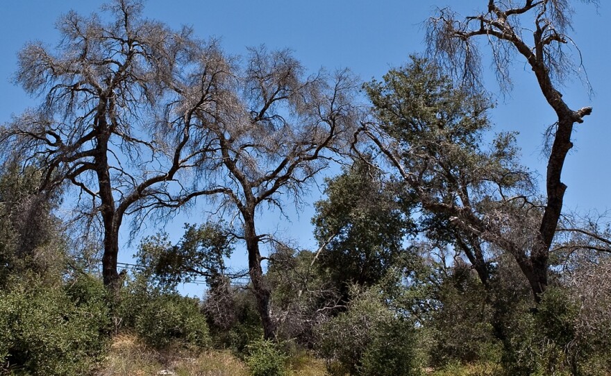 Dead trees in the Cleveland National Forest in San Diego County are pictured in this undated photo. They are a casualty of the goldspotted oak borer beetle.
