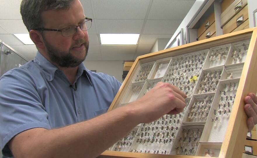 TheNAT's entomologist Dr. Michael Wall displays some of the wonders of the bug world.