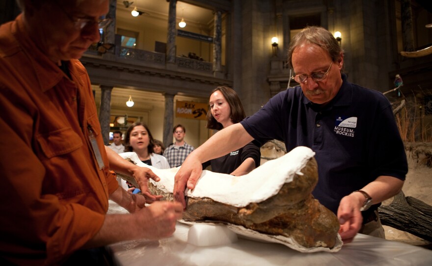 Pat Leiggi (right) of the Museum of the Rockies prepares to move a leg bone of the T. rex at the Smithsonian's Natural History Museum in Washington, D.C., on Tuesday.