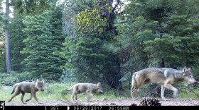 This June 29, 2017, remote camera image released by the U.S. Forest Service shows a female gray wolf and two of the three pups born in 2017 in the wilds of Lassen National Forest in Northern California.