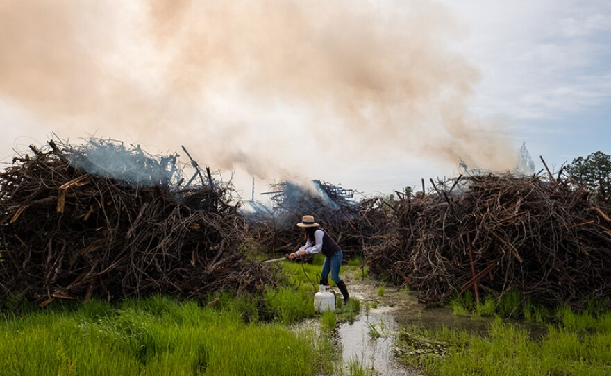 Winemaker Vanessa Robledo is forced to set fire to some of her vines that have been infected with a virus.