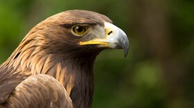 Golden Eagle close up with natural background.