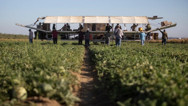 Farmworkers harvest melons behind a tractor on a melon farm outside of Firebaugh on Sept. 11, 2025.