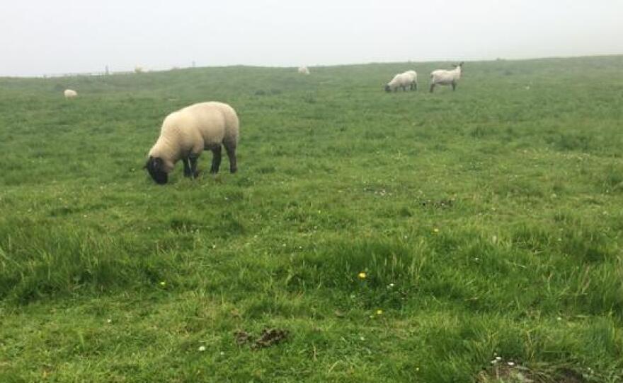 The bucolic Shetland Islands are home to barely more than 20,000 people.
