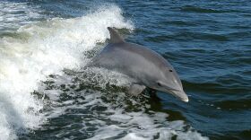 Bottlenose Dolphins are among the top species in Navy's Marine Mammal Program.