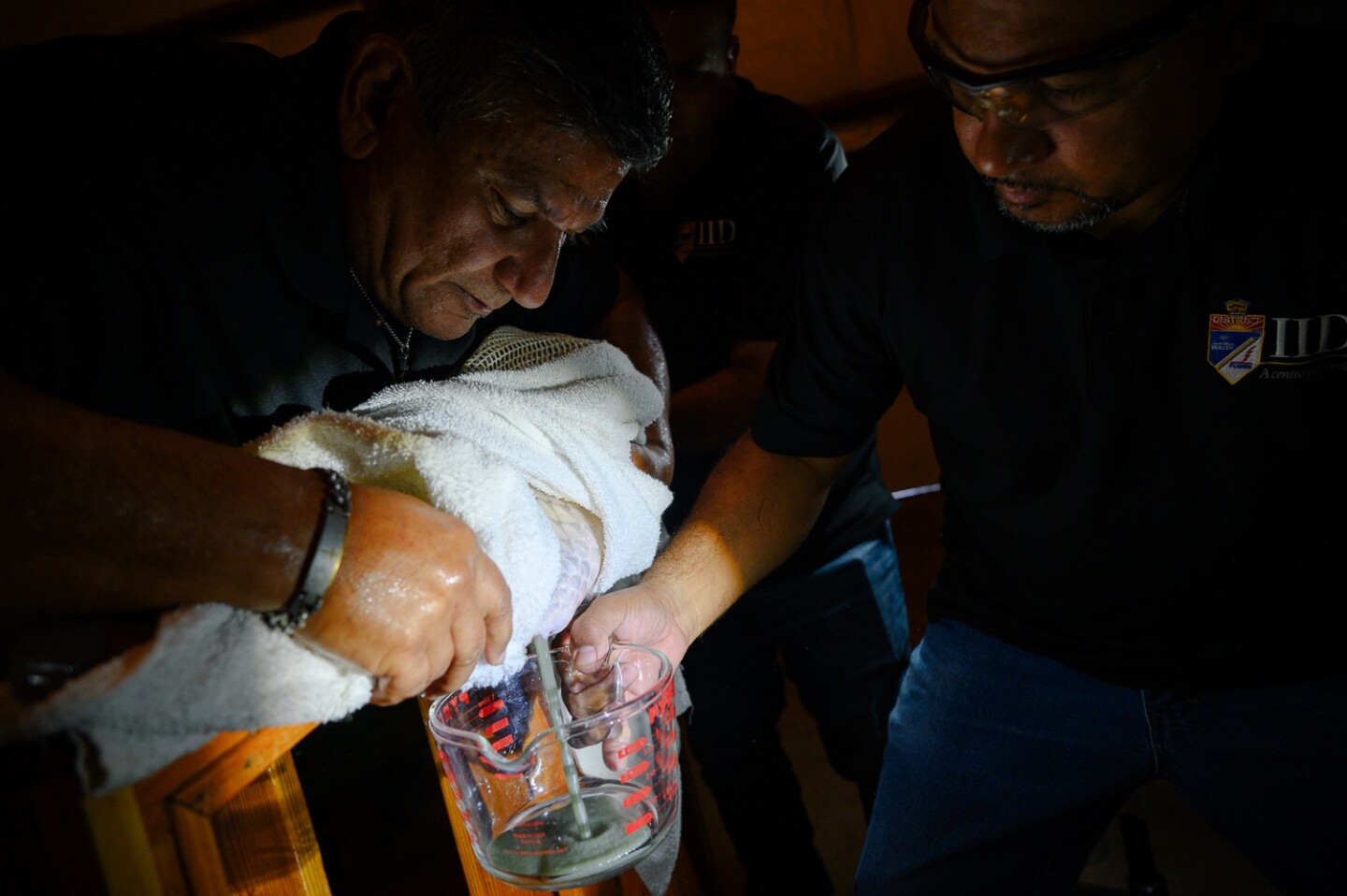 IID Operations Coordinator Pablo Cortez, left, holds an adult grass carp while Tony Perez, a colleague, collects the fish's eggs during spawning season at the Imperial Irrigation District’s grass carp hatchery in El Centro in Imperial County on May 7, 2024.