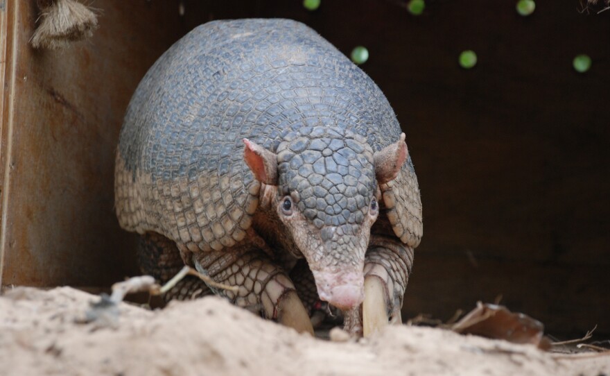 A Giant armadillo is released after samples have been collected. Mato Grosso do Sul, Brazil.
