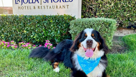 'Howl-O-Ween' Happy Hour and Pet Costume Party at The Shores Restaurant