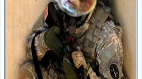 Gino, military working cat, 947th Police Detachment, 3d U.S. Infantry Regiment (The Old Guard), takes his class photo after graduating from the military working cat program. The Old Guard is the first unit to integrate military working cats into the military police [MP] program. Currently, MPs use German and Dutch Shepherd dogs.