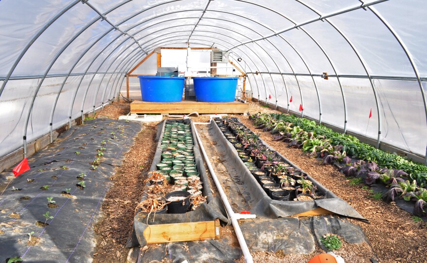 The remnants of several projects wait for spring in a hoop house at the farm this past winter. The blue pools at the end have grown fish in the past and beds are being transitioned from fall plants to spring.