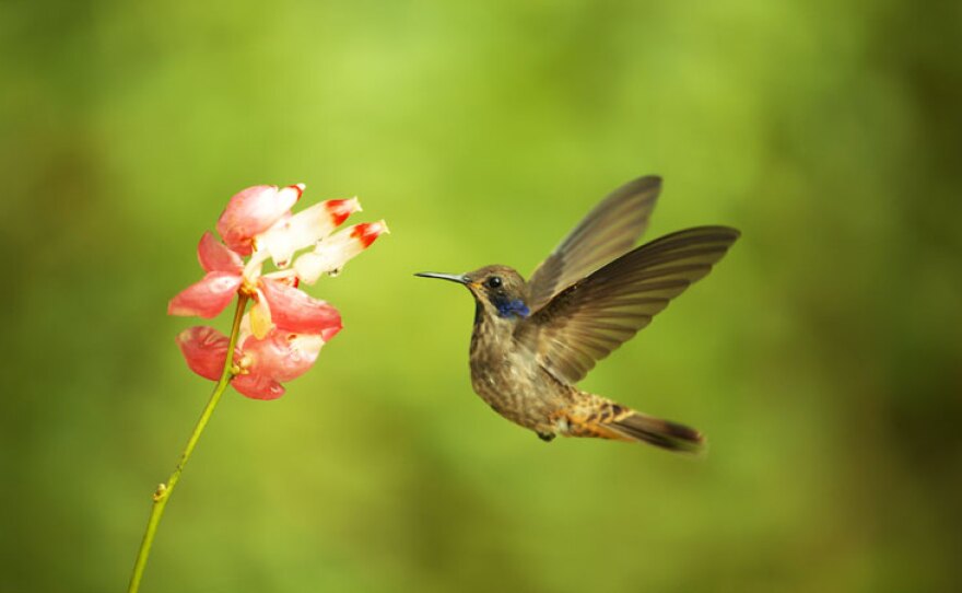 Brown violetear (Colibri delphinae) hovers before dipping in to feed on a flower. Cosanga, Ecuador.