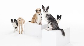 Pack of dogs at Kennington Film Studios, London.
