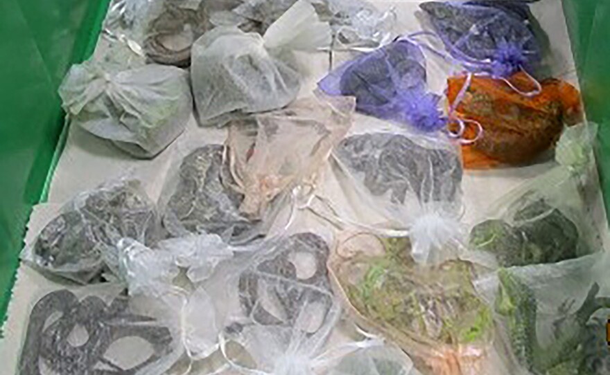 This February 2022 photo provided by the U.S. Customs and Border Protection shows snakes in bags found hidden under and in a man's clothes by CBP officers at the San Ysidro, Calif., port of entry.