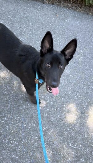 Lily Jean, shown in this undated photo, was a shepherd mix who was euthanized at a San Diego County animal shelter in June 2024.