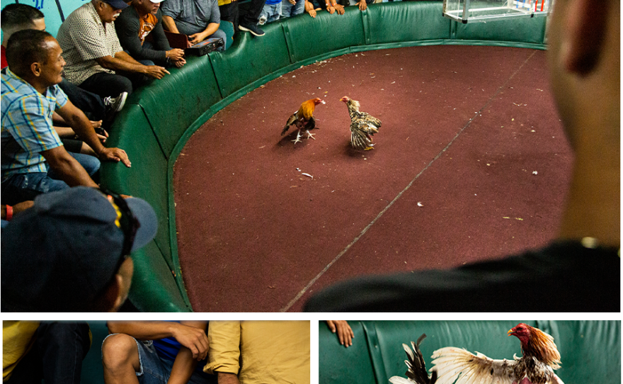 Gallera Borinquén, in Arecibo, Puerto Rico, is said to be one of the island's oldest cockfighting arenas.