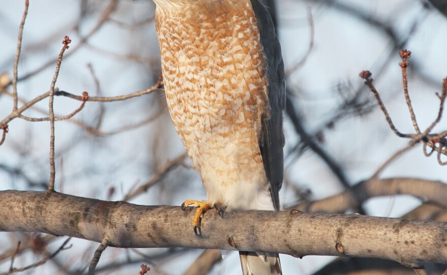 Cooper's Hawk perched on tree on Feb. 11, 2014, in Ottawa County, Ohio.