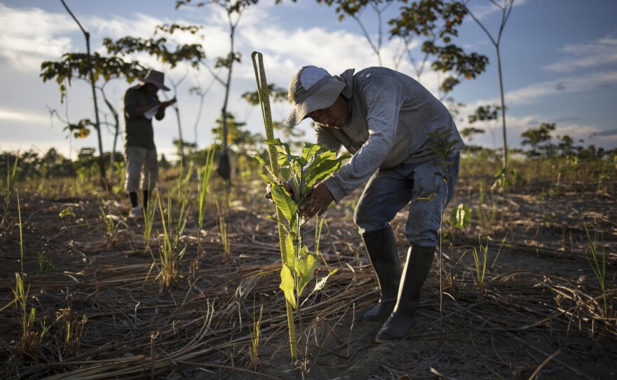 A reforestation assistant measures a newly-planted tree in a field damaged during illegal gold mining in Madre de Dios, Peru, on March 29, 2019. 