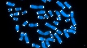 Human chromosomes like these contain genes and lots of other genetic material whose function has been a mystery.