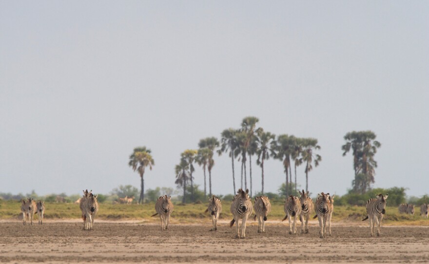 A herd of zebra crosses the Makgadikgadi salt pans, Makgadikgadi Pans National Park, Botswana.