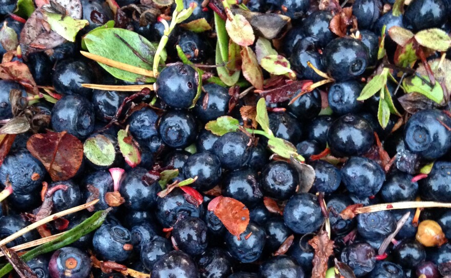 Bilberries, also known as European blueberries, grow wild in Lapland and are packed with antioxidants.