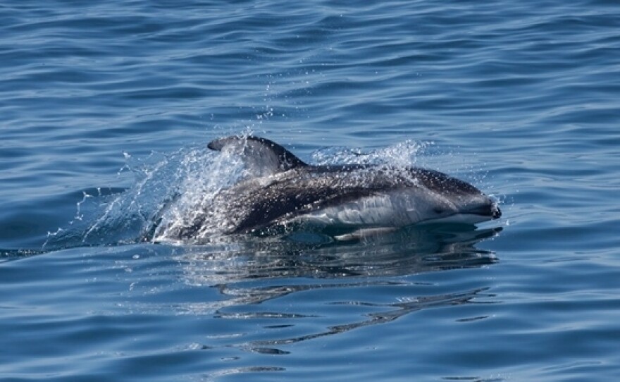 A Pacific white-sided dolphin seen last month in the bay.
