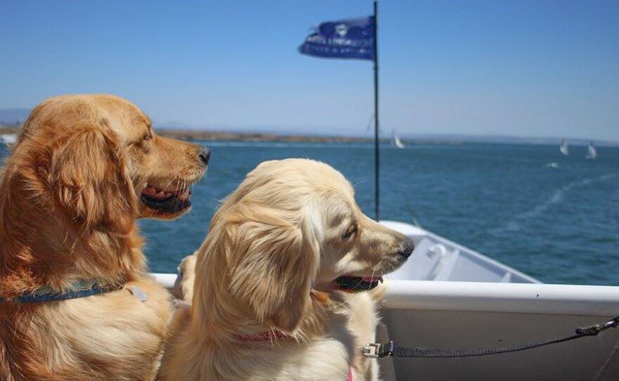 San Diego Pet Day on the Bay